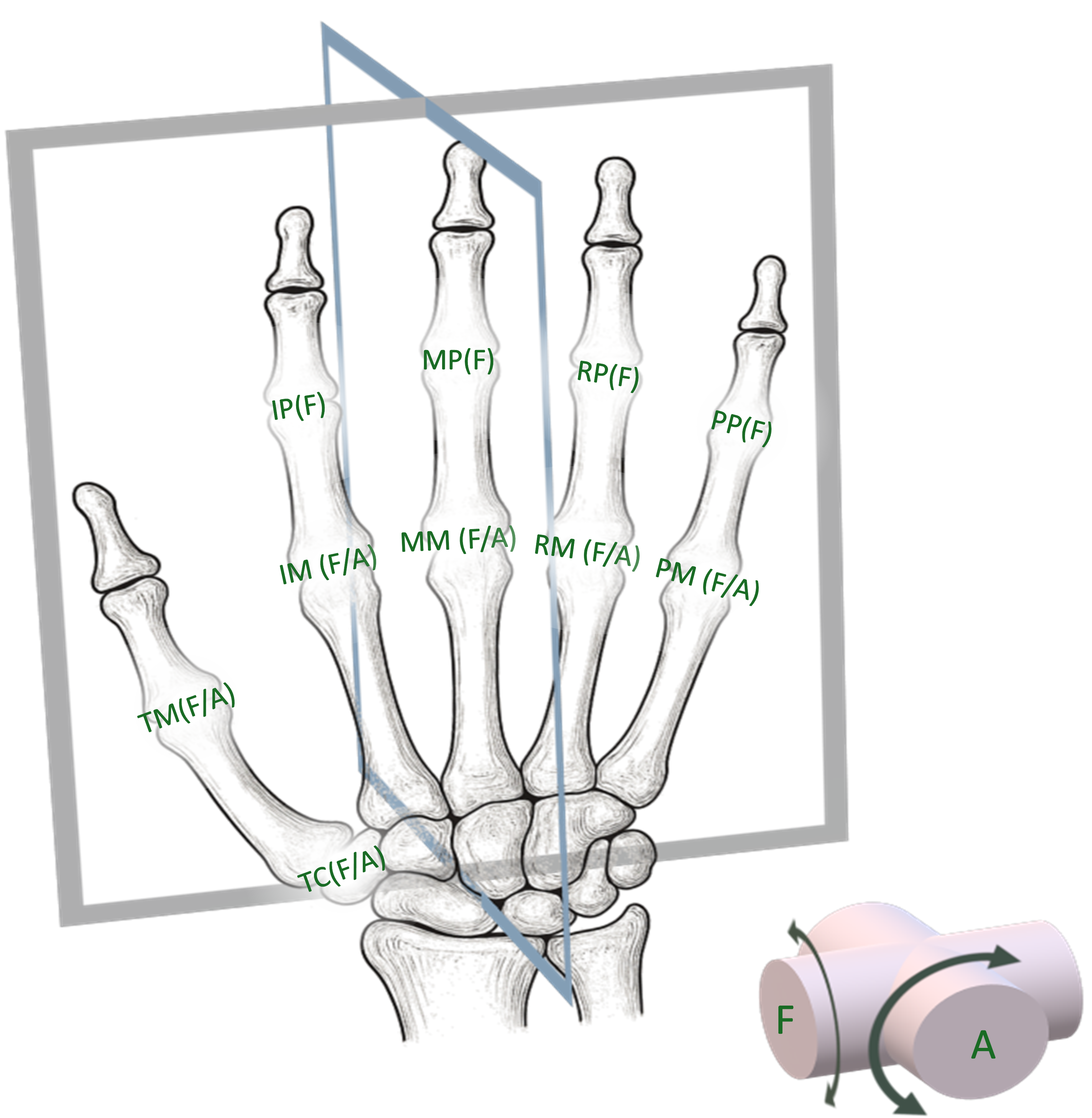 Hand joint angle measurement diagram showing flexion and abduction angles for each finger